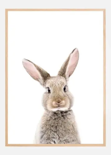 Baby Rabbit Poster (21x29.7 cm (A4)) Expediere rapidă