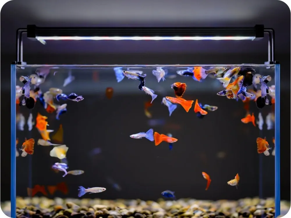 Chilipir Iluminare pentru acvariu LED Twinstar II 60A