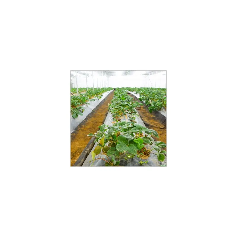 Chilipir Folie de mulcire neperforata,grosime 15 microni,dimensiune 1x100m