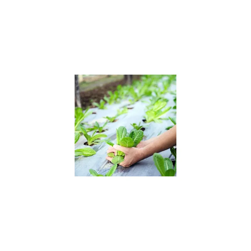 Folie de mulcire perforata,grosime 30 microni,dimensiune 2.0x 50m Ieftin