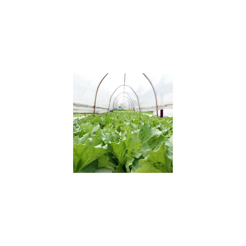 Folie de mulcire perforata,grosime 22 microni,dimensiune 2.5x50m Livrare expres